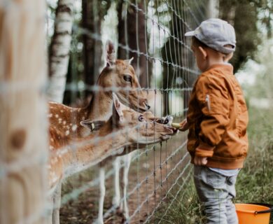 Der er mange skønne dyr i zoo